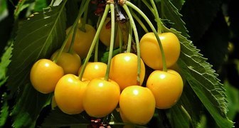 Черешня Чермашная сочная и очень сладкая