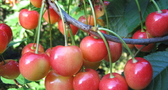 Фатеж ценится за хрустящую мякоть и приятную кислинку во вкусе