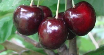 Сбор вишни в Подмосковье и черешни сорта Мичуринская выпадает на конец июля