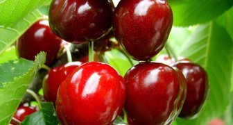 Черешня в Подмосковье сорта Тютчевка чаще остальных выращивается на продажу