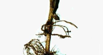 Черная ножка укропа вызывает гниль стебля у корневой шейки