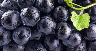Черный виноград: вред и польза для организма