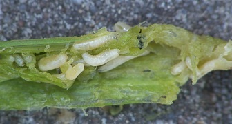 Поражение чеснока личинками луковой моли