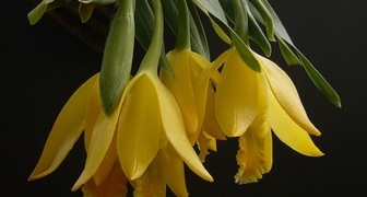 Цветки распустившейся орхидеи Энциклии похожи на тюльпаны
