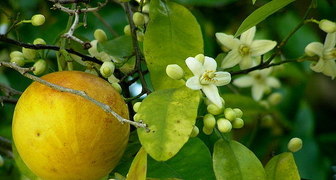 Květy grapefruitu mají exotický vzhled a vůni.