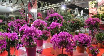 Цветы на выставке Myplant &amp; Garden