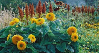 Дачная клумба с подсолнечниками