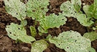 Daikon ovlivněný blechou křížavou