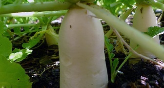 Daikon - venkovní pěstování