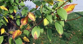 Дефицит калия и азота на яблоне