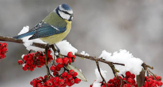 День защиты птиц в России отмечают в октябре и в ноябре