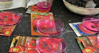 Дезинфекция семян помидор в домашних условиях