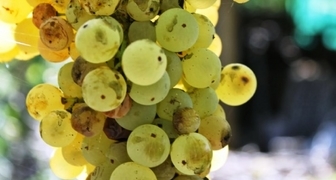 Гроздь винограда, пораженная диплодиозом.