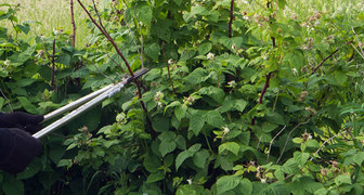 Укорачивание стебля малины способствует развитию боковых отростков с завязями