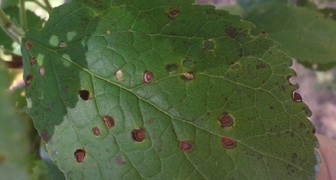 Дырчатая пятнистость - болезни листьев сливы и их лечение с фото