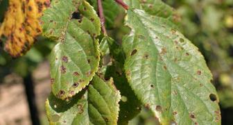 Дырчатая пятнистость вишни