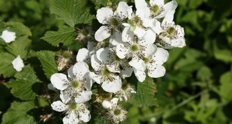 Ежевика Рубен в период цветения