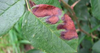 Филлостиктоз листьев роз - как распознать болезнь