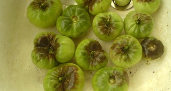 Фитофтороз томатов лечение йодом и сывороткой