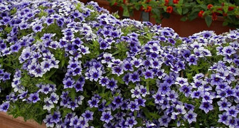 Флокс Друммонда идеально подходит для рокариев, альпинариев и цветочных композиций в саду