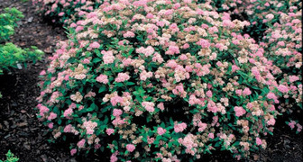 Фото цветущего сада из японской спиреи