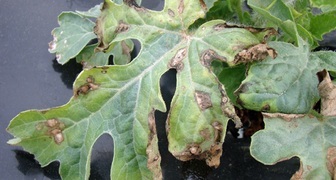 Фузариоз повреждает побеги и листья арбуза, вызывая увядание