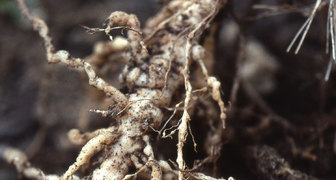 Галловые нематоды повреждают корневую систему гортензии