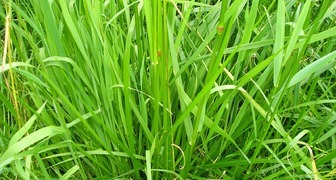 Газонная трава лилипут отзывы