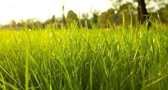 Газонная трава лилипут фото и описание