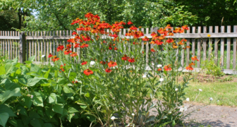Гелениум выращивают рядом с вечнозеленой хостой или на фоне изгороди