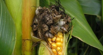 Кукурузная головня - опасное заболевание кукурузы, которое очень быстро распростроняется