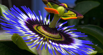 Пасифлора - голубой цветок страсти