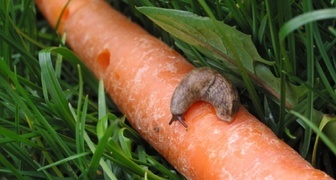 Вредители моркови - фото голого слизня