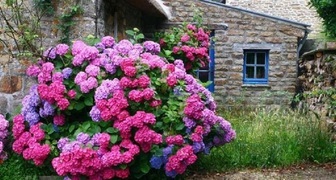 Гортензия садовая - прекрасный декоративный кустарник