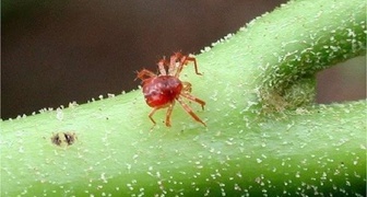 Гортензия садовая, болезни и вредители - фото паутинного клеща