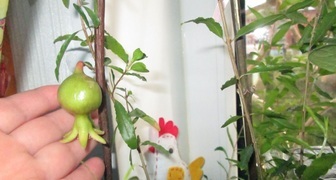 Гранат в домашних условиях: первые плоды