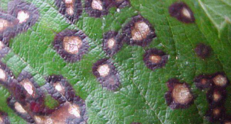 Грибковые болезни флоксов - пятнистость листьев
