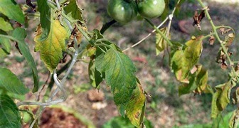 Грибковые болезни помидоров и борьба с ними фото: кладоспориоз