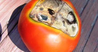 Грибковые болезни помидоров и их лечение фото : альтернариоз
