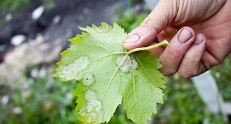 Грибковое заболевание винограда - оидиум или настоящая мучнистая роса
