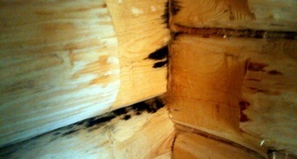 Из-за высокой сырости может появиться черный грибок на стенах и полу в бане
