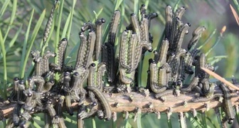 Гусеницы жука-пилильщика уничтожают хвою растения