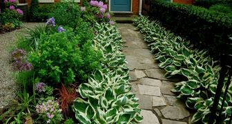 Hosta v zahradním designu