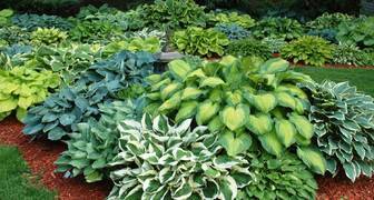 Hosta vypadá skvěle v kombinaci s jinými evergreeny.
