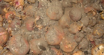 Хранение луковиц гладиолусов в золе