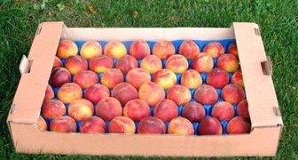 Хранение персиков в коробке с отдельными ячейками