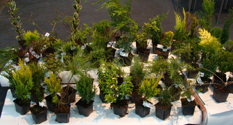  Хвойники на международной выставке садоводства Myplant &amp; Garden