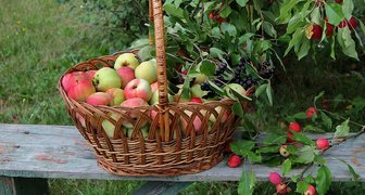 Сбор урожая фруктов в Ильин день