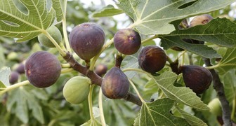 Инжирное дерево с плодами