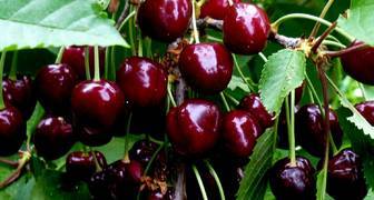 Ипуть - лучший сорт черешни для Подмосковья